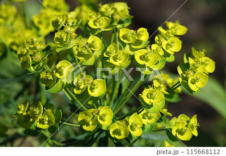 Euphorbia is a plant with green flowers growing in spring in Ukraine. 115668112