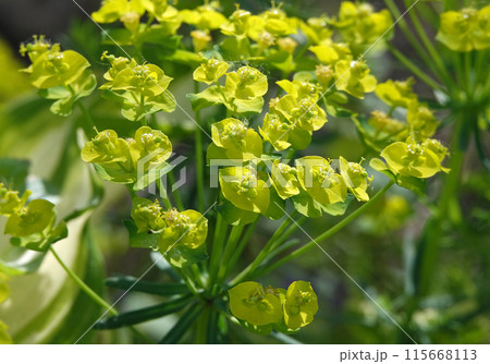 Euphorbia is a plant with green flowers growing in spring in Ukraine. 115668113