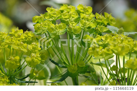 Euphorbia is a plant with green flowers growing in spring in Ukraine. 115668119