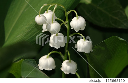 Flowers - May lily of the valley - these are beautiful, white, delicate buds blooming in spring Flowers - May lily of the valley - these are beautiful, white, delicate buds blooming in spring 115668120