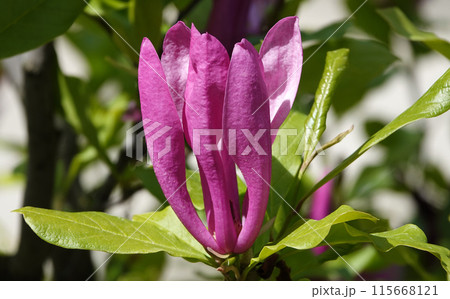 Magnolia lilyflower tree with large burgundy flower buds close-up Magnolia lilyflower tree with large burgundy flower buds close-up 115668121