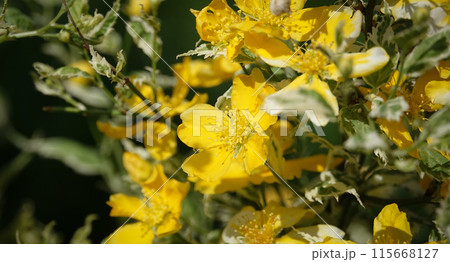 St. John's wort blooming with yellow flowers in spring St. John's wort blooming with yellow flowers in spring 115668127