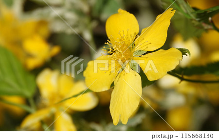 St. John's wort blooming with yellow flowers in spring 115668130