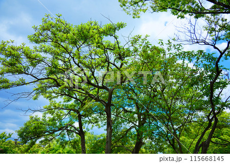 クロガネモチの木の実と若葉に新緑　荒川自然公園 115668145