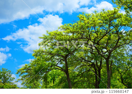 クロガネモチの木の実と若葉に新緑　荒川自然公園 115668147