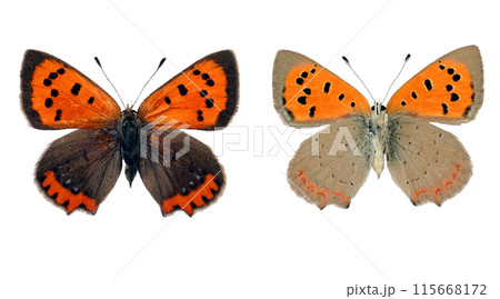 Red orange butterfly Lycaena phlaeas Small copper isolated on transparent, close-up, macro. Design element. Lycaenidae, collection butterflies, insects. 115668172