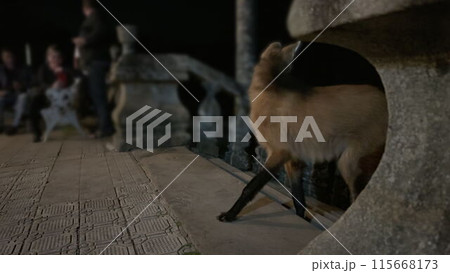Timid Maned Wolf Ascending Stairs at Caraca Sanctuary at Night 115668173
