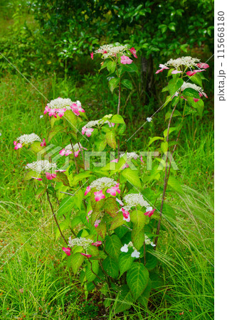 淡いピンク色のガクアジサイ　紫陽花 115668180