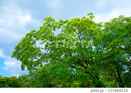 ヒトツバタゴ ナンジャモンジャの若葉に新緑 荒川自然公園 ヒトツバタゴ ナンジャモンジャの若葉に新緑 荒川自然公園 115668210