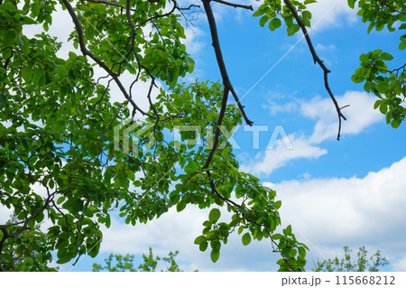 ヒトツバタゴ　ナンジャモンジャの若葉に新緑　荒川自然公園 115668212
