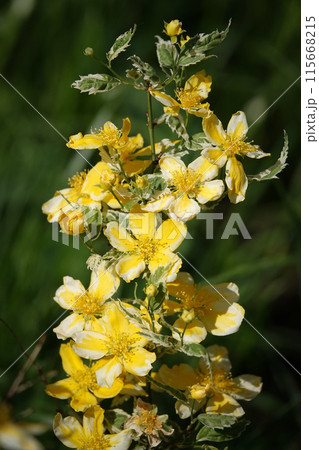 St. John's wort blooming with yellow flowers in spring St. John's wort blooming with yellow flowers in spring 115668215