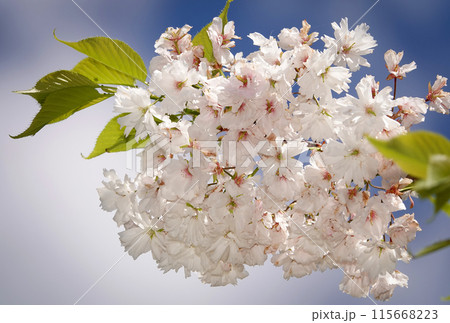 Sakura or finely serrated cherry during the flowering period the tree branches are strewn with flowers Sakura or finely serrated cherry during the flowering period the tree branches are strewn with flowers 115668223