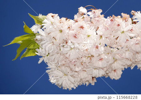 Sakura or finely serrated cherry during the flowering period the tree branches are strewn with flowers 115668228