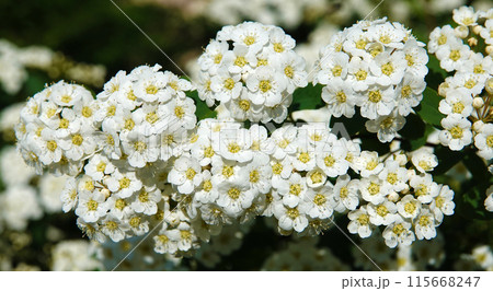 Spiraea Wangutta flowers summer flowering bush clusters of small flowers in spring 115668247