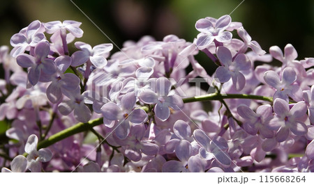 Lilac in the spring during the flowering period, lilac trees bloom with large clusters of small flowers Lilac in the spring during the flowering period, lilac trees bloom with large clusters of small flowers 115668264
