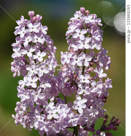 Lilac in the spring during the flowering period, lilac trees bloom with large clusters of small flowers Lilac in the spring during the flowering period, lilac trees bloom with large clusters of small flowers 115668265