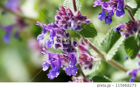 The Siberian catnip flower is a herbaceous plant of the Lamiaceae family. The Siberian catnip flower is a herbaceous plant of the Lamiaceae family. 115668273
