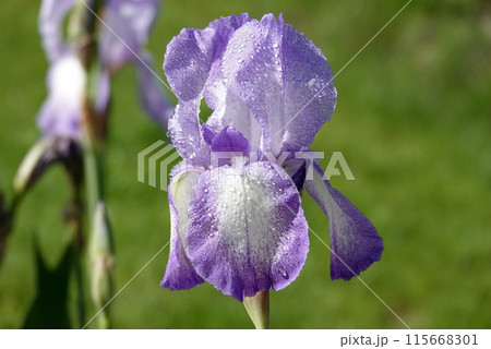 Flowers Iris Germanica with blue delicate petals or Cockerel or Iris on the street during the day 115668301