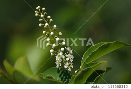 Bird cherry virginia with white flowers on its branches in spring bloom Bird cherry virginia with white flowers on its branches in spring bloom 115668316