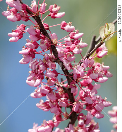 European purple or Cercis europaea, or Judas tree - these are trees or shrubs, legume family 115668318