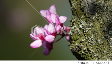 European purple or Cercis europaea, or Judas tree - these are trees or shrubs, legume family 115668321