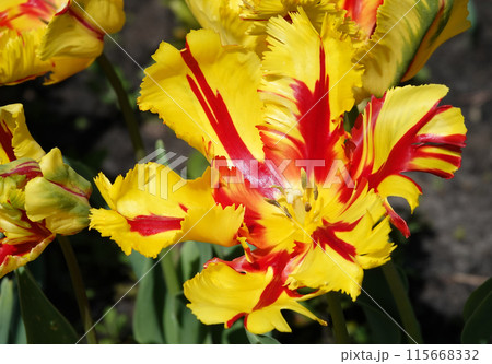 The Parrot Tulip flower is very delicate, bright and beautiful during the flowering period in the spring outdoors macro photography 115668332