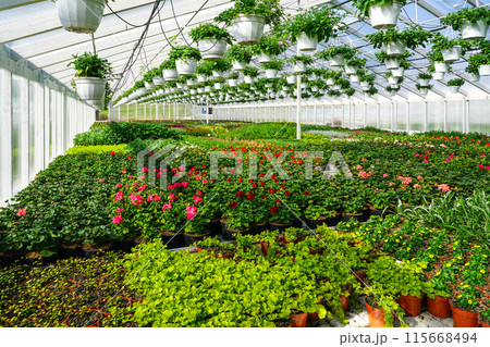 Flower nursery, interior of a modern large industrial greenhouse, various flowers in pots all around 115668494