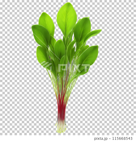 Sorrel microgreens Rumex acetosa vibrant green leaves with a hint of red gracefully unfurled Microgreen 115668543