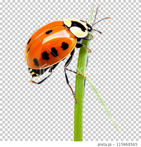 Striped ladybug Myzia oblongoguttata orange elytra with long white stripes black head and legs elongated 115668565