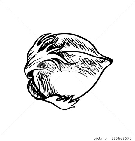 The cotton is organic. Unripe, unopened cotton. Black and white, graphic, vector illustration in the form of a cotton box, emphasizing botanical features. Isolate, hand-drawn on a white background. 115668570