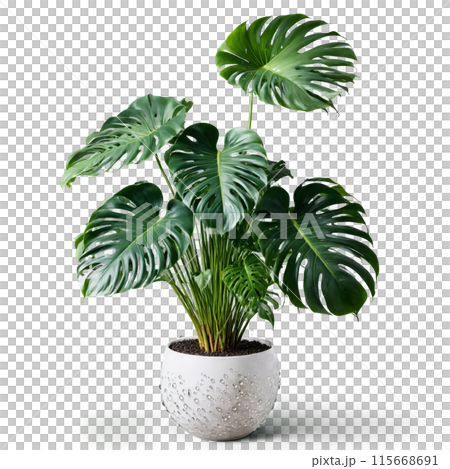 Monstera Deliciosa large green split leaves unfurling from a hovering woven planter with a misty 115668691