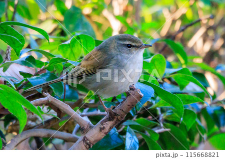 ホーホケッキョとお馴染みの声はすれども姿を見せない春告げ鳥 ウグイス 115668821