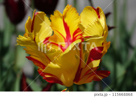 The Parrot Tulip flower is very delicate, bright and beautiful during the flowering period in the spring outdoors macro photography 115668868