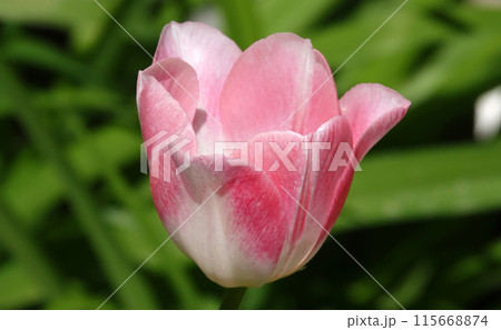 Tulip flower is very delicate and beautiful during the flowering period in spring outdoors macro photography 115668874