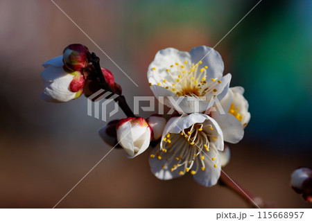 春を告げる花　ウメ 115668957