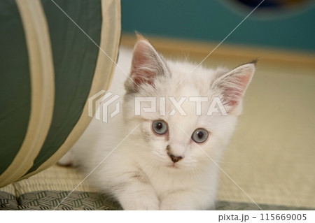 お座りする子猫 115669005