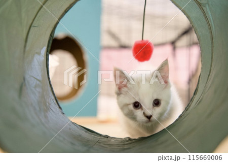 見つめる子猫 115669006