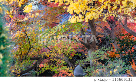 【神奈川県】興禅寺の境内の紅葉 ※自然風景 【神奈川県】興禅寺の境内の紅葉 ※自然風景 115669133