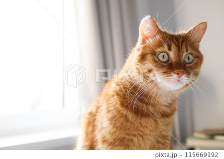 Funny adult ginger cat with green eyes portrait Funny adult ginger cat with green eyes portrait 115669192