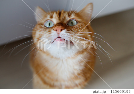 Adult ginger cat showing his teeth 115669193