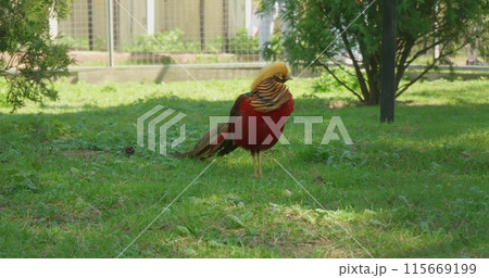 Sitting in the grass, a bright pheasant cleans its feathers. A male pheasant with bright plumage grooms himself in a zoo enclosure. Golden pheasant in the zoo. 115669199