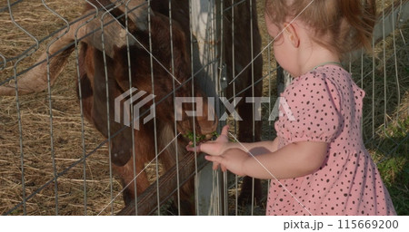A girl strokes a goat's head and feeds it grass in a petting zoo. A child in a children's zoo feeds goats grass from his hand and caresses them. Love and care for animals. 115669200