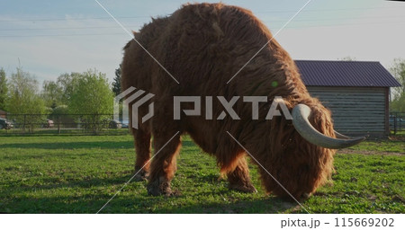 A large, long-haired Highland cow eats grass from a meadow in the zoo's paddock. On a sunny day in the meadow, a beautiful big cow eats grass. A Highland cow grazes at the zoo. 115669202
