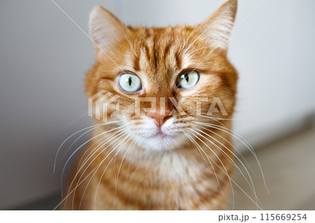 Funny ginger cat with green eyes looking at camera Funny ginger cat with green eyes looking at camera 115669254