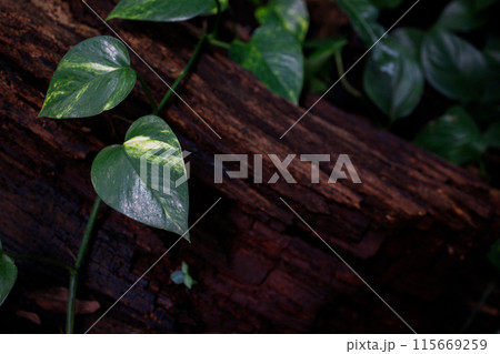 Liana scindapsus or golden pothos leaves on the tree bark background 115669259