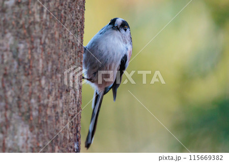 愛くるしい仕草で人気者の小さな白い鳥 エナガ 115669382