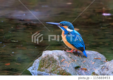 瑠璃色の人気者カワセミ 115669453