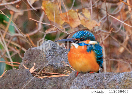 瑠璃色の人気者カワセミ 瑠璃色の人気者カワセミ 115669465
