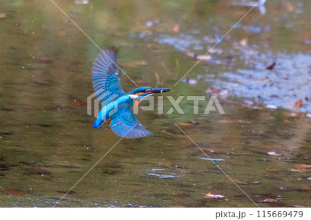 魚を獲るために水中にダイブする瑠璃色の人気者カワセミ 魚を獲るために水中にダイブする瑠璃色の人気者カワセミ 115669479