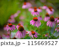 エキナセア 115669527
